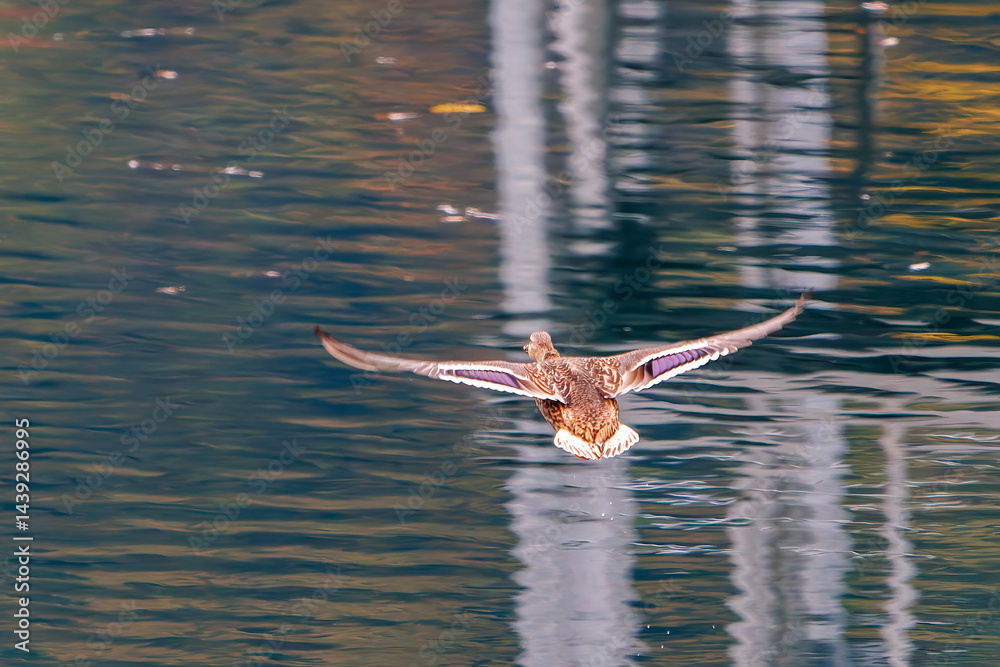 飛翔する美しいマガモ(カモ科)他の群れ
英名学名:Mallard (Anas platyrhynchos)
紅葉に彩られた美しい宮ヶ瀬湖。
神奈川県清川村、早戸川林道-2025年