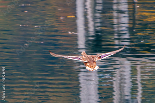 Obraz na płótnie 飛翔する美しいマガモ(カモ科)他の群れ
英名学名:Mallard (Anas platyrhynchos)
紅葉に彩られた美しい宮ヶ瀬湖。
神奈川県清川村、早戸川林道-2025年
w salonie