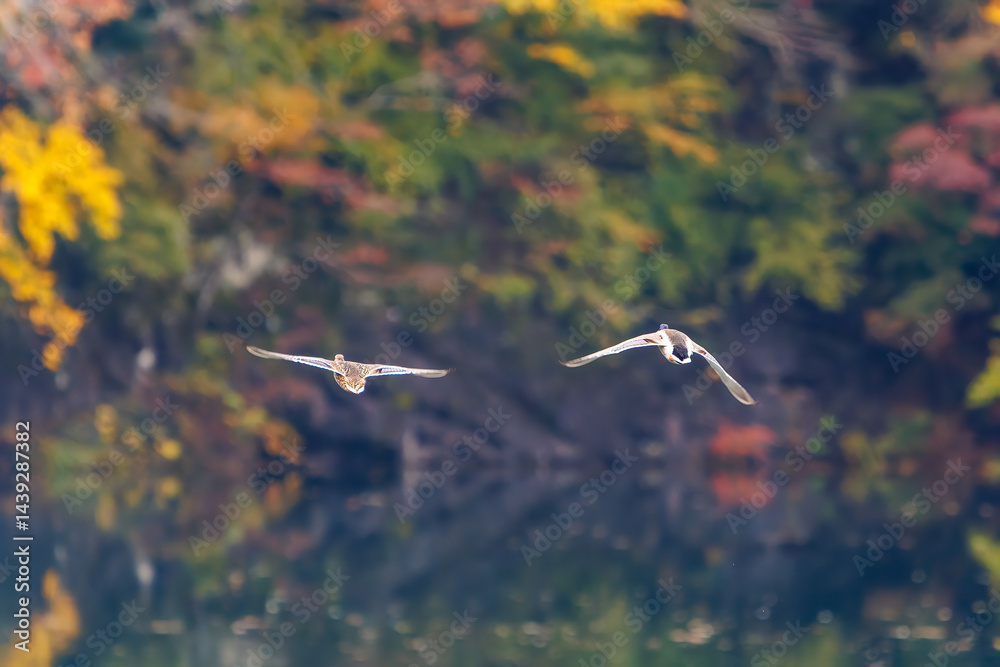 飛翔する美しいマガモ(カモ科)他の群れ
英名学名:Mallard (Anas platyrhynchos)
紅葉に彩られた美しい宮ヶ瀬湖。
神奈川県清川村、早戸川林道-2025年