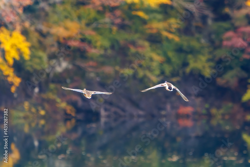 Obraz na płótnie 飛翔する美しいマガモ(カモ科)他の群れ
英名学名:Mallard (Anas platyrhynchos)
紅葉に彩られた美しい宮ヶ瀬湖。
神奈川県清川村、早戸川林道-2025年
w salonie