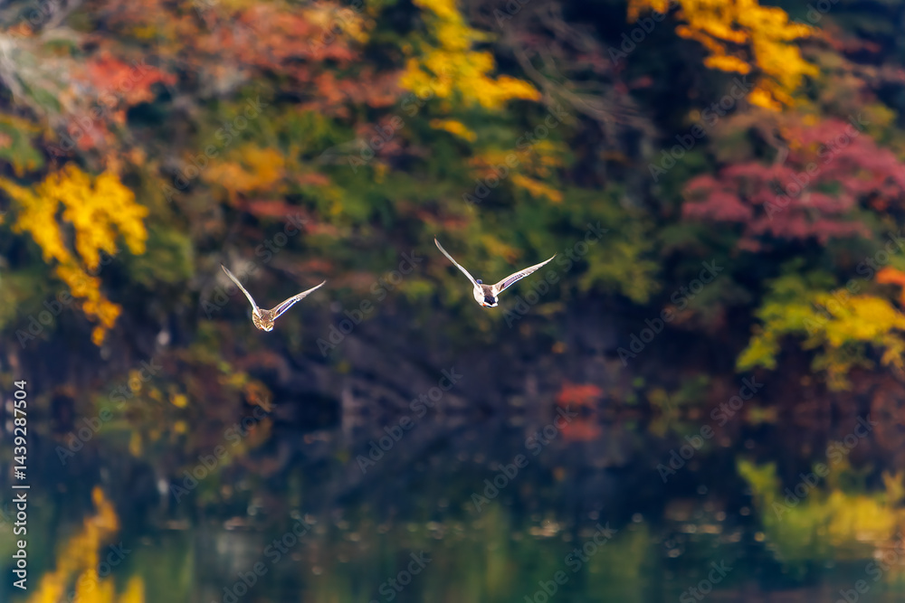 飛翔する美しいマガモ(カモ科)他の群れ
英名学名:Mallard (Anas platyrhynchos)
紅葉に彩られた美しい宮ヶ瀬湖。
神奈川県清川村、早戸川林道-2025年