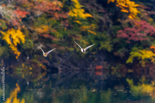 Obraz na płótnie 飛翔する美しいマガモ(カモ科)他の群れ
英名学名:Mallard (Anas platyrhynchos)
紅葉に彩られた美しい宮ヶ瀬湖。
神奈川県清川村、早戸川林道-2025年
w salonie