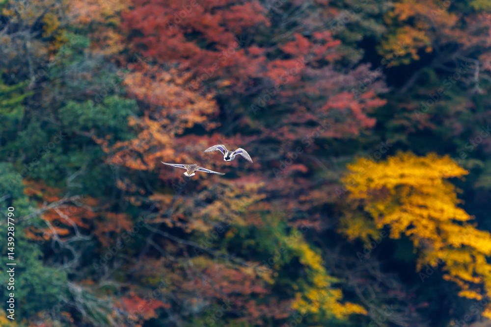 飛翔する美しいマガモ(カモ科)他の群れ
英名学名:Mallard (Anas platyrhynchos)
紅葉に彩られた美しい宮ヶ瀬湖。
神奈川県清川村、早戸川林道-2025年