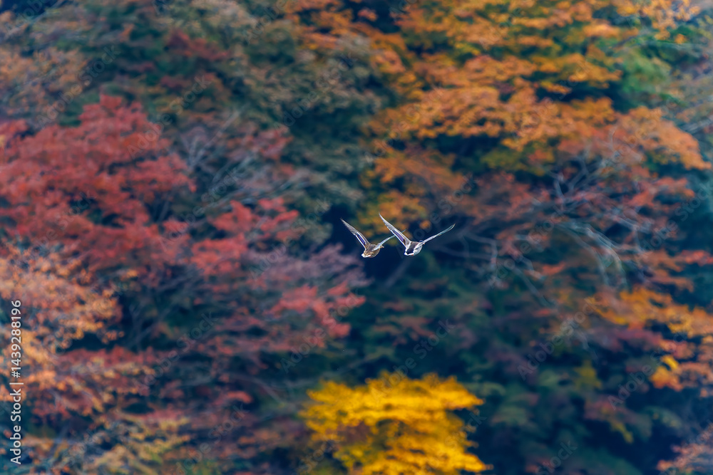 飛翔する美しいマガモ(カモ科)他の群れ
英名学名:Mallard (Anas platyrhynchos)
紅葉に彩られた美しい宮ヶ瀬湖。
神奈川県清川村、早戸川林道-2025年