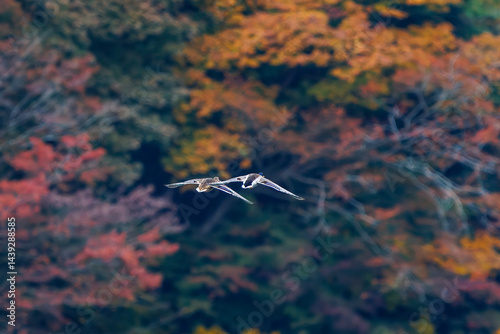 飛翔する美しいマガモ（カモ科）他の群れ
英名学名：Mallard (Anas platyrhynchos) 
紅葉に彩られた美しい宮ヶ瀬湖。

神奈川県清川村、早戸川林道-2025年
