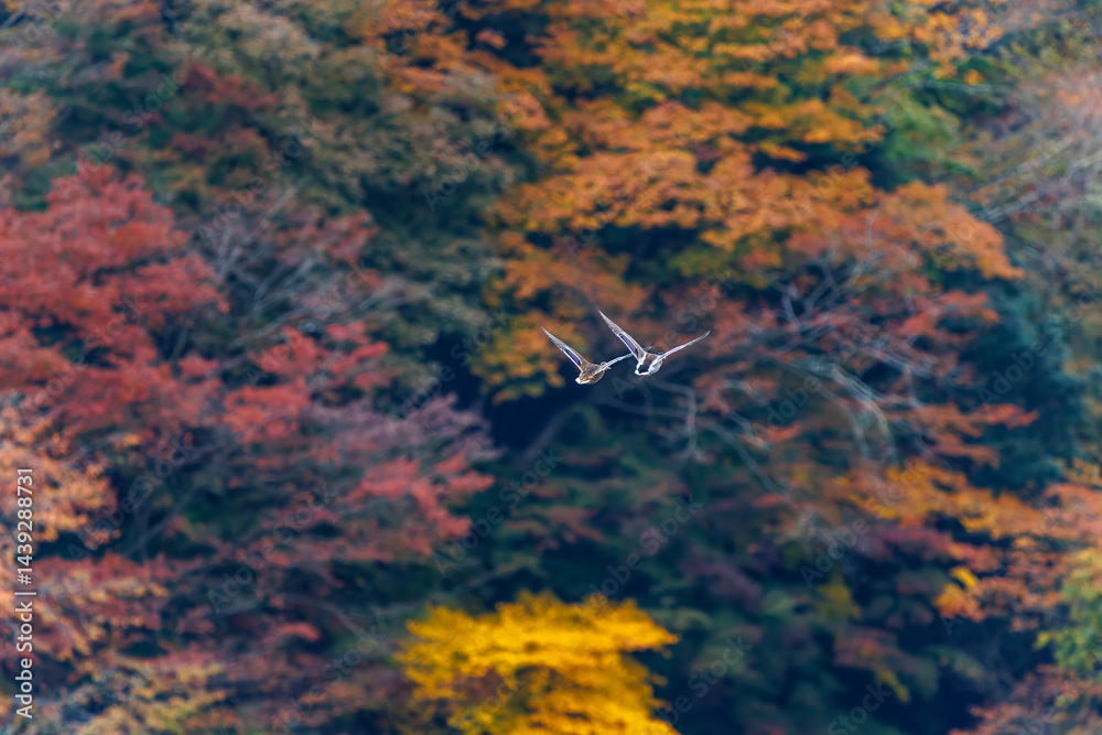 飛翔する美しいマガモ(カモ科)他の群れ
英名学名:Mallard (Anas platyrhynchos)
紅葉に彩られた美しい宮ヶ瀬湖。
神奈川県清川村、早戸川林道-2025年