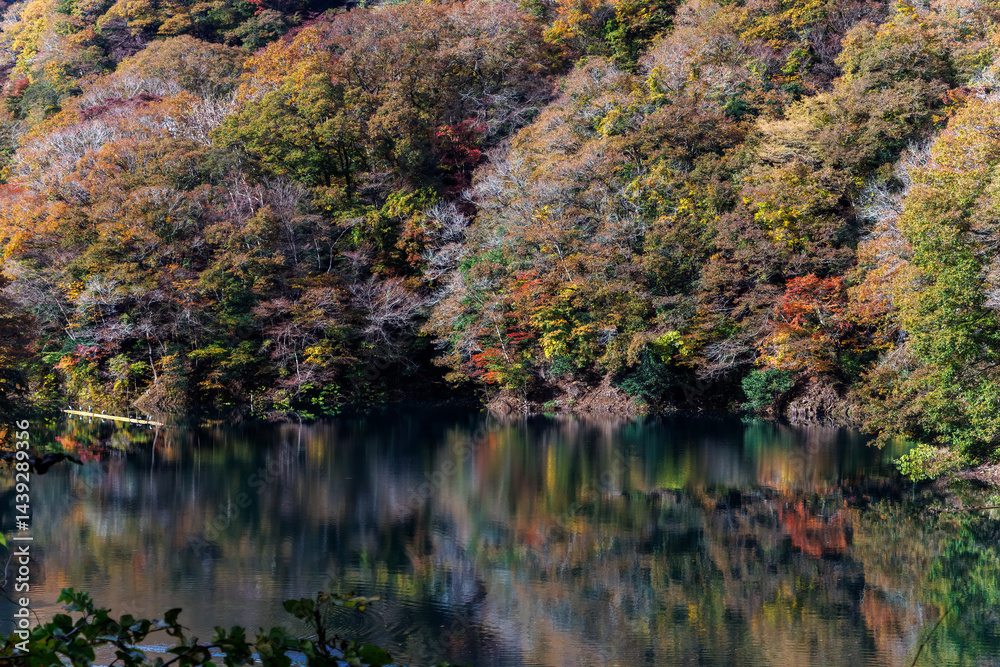 紅葉に彩られた美しい宮ヶ瀬湖。
神奈川県清川村、早戸川林道-2025年
