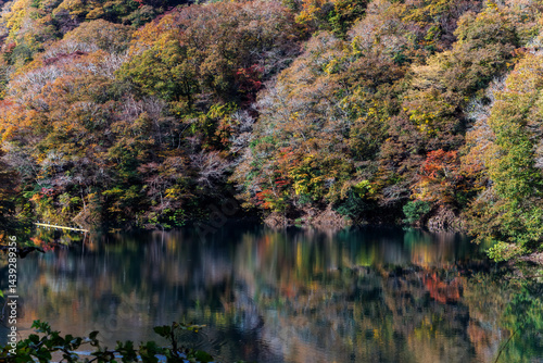 Obraz na płótnie 紅葉に彩られた美しい宮ヶ瀬湖。
神奈川県清川村、早戸川林道-2025年
w salonie