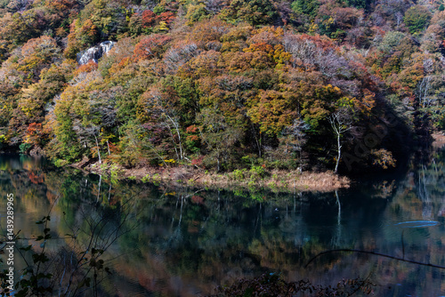 Obraz na płótnie 紅葉に彩られた美しい宮ヶ瀬湖。
神奈川県清川村、早戸川林道-2025年
w salonie