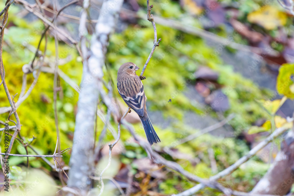 食事中の可愛いベニマシコ(アトリ科)
英名学名:Long-tailed Rosefinch (Uragus sibiricus)
神奈川県清川村、早戸川林道-2025年