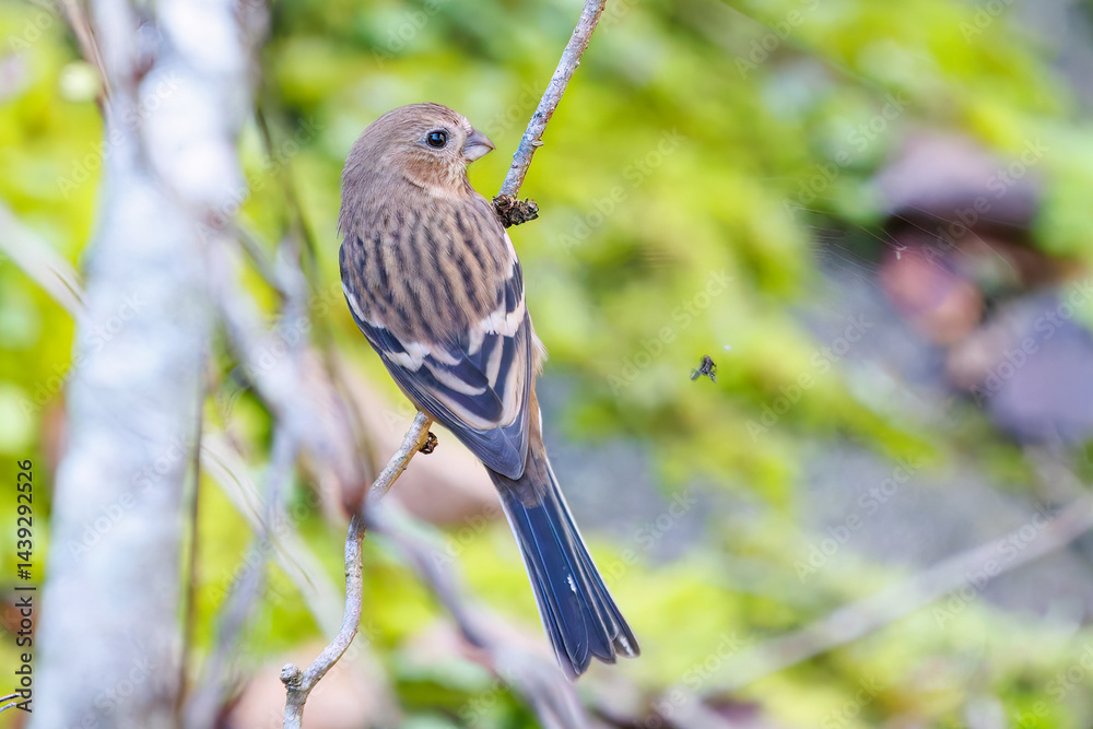 食事中の可愛いベニマシコ(アトリ科)
英名学名:Long-tailed Rosefinch (Uragus sibiricus)
神奈川県清川村、早戸川林道-2025年