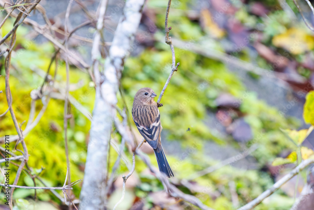食事中の可愛いベニマシコ(アトリ科)
英名学名:Long-tailed Rosefinch (Uragus sibiricus)
神奈川県清川村、早戸川林道-2025年