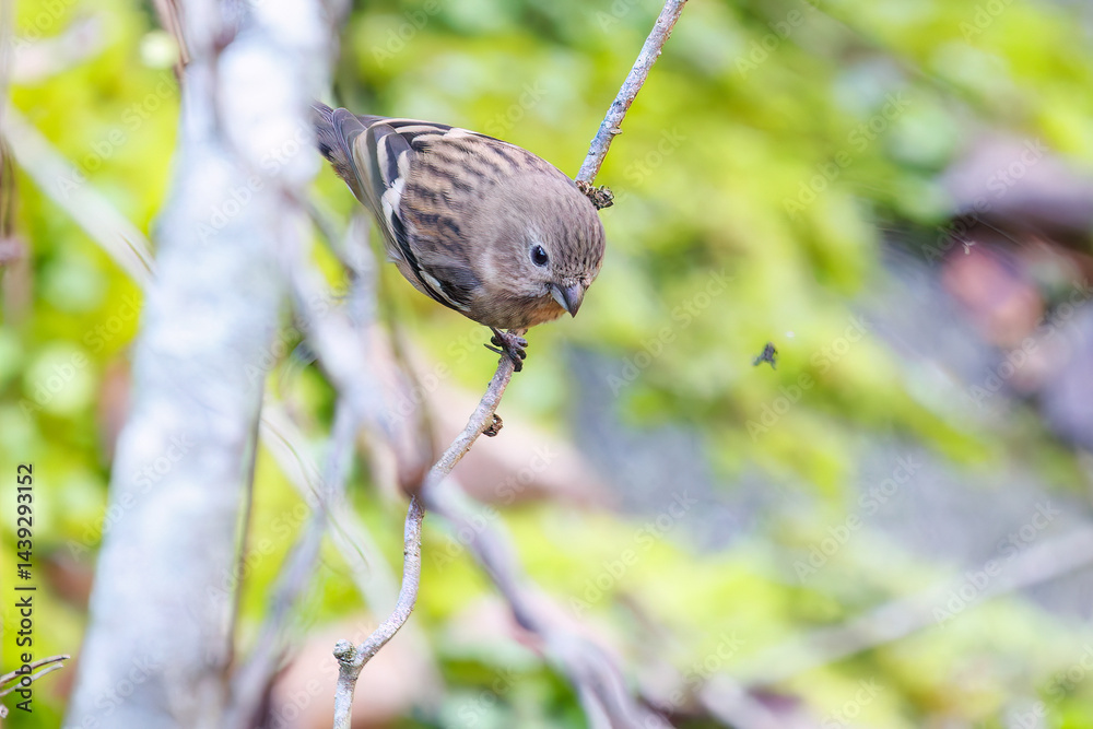 食事中の可愛いベニマシコ(アトリ科)
英名学名:Long-tailed Rosefinch (Uragus sibiricus)
神奈川県清川村、早戸川林道-2025年
