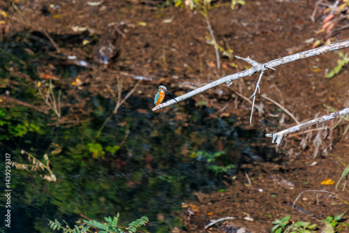 餌を捕らえるために池に飛び込む可愛いカワセミ（カワセミ科）
英名学名：Kingfisher (Alcedo atthis) 
紅葉に彩られた美しい宮ヶ瀬湖。

神奈川県清川村、早戸川林道-2025年
