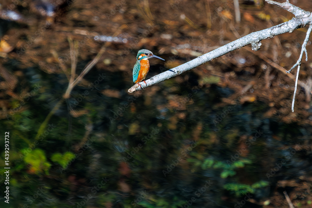 餌を捕らえるために池に飛び込む可愛いカワセミ(カワセミ科)
英名学名:Kingfisher (Alcedo atthis)
紅葉に彩られた美しい宮ヶ瀬湖。
神奈川県清川村、早戸川林道-2025年