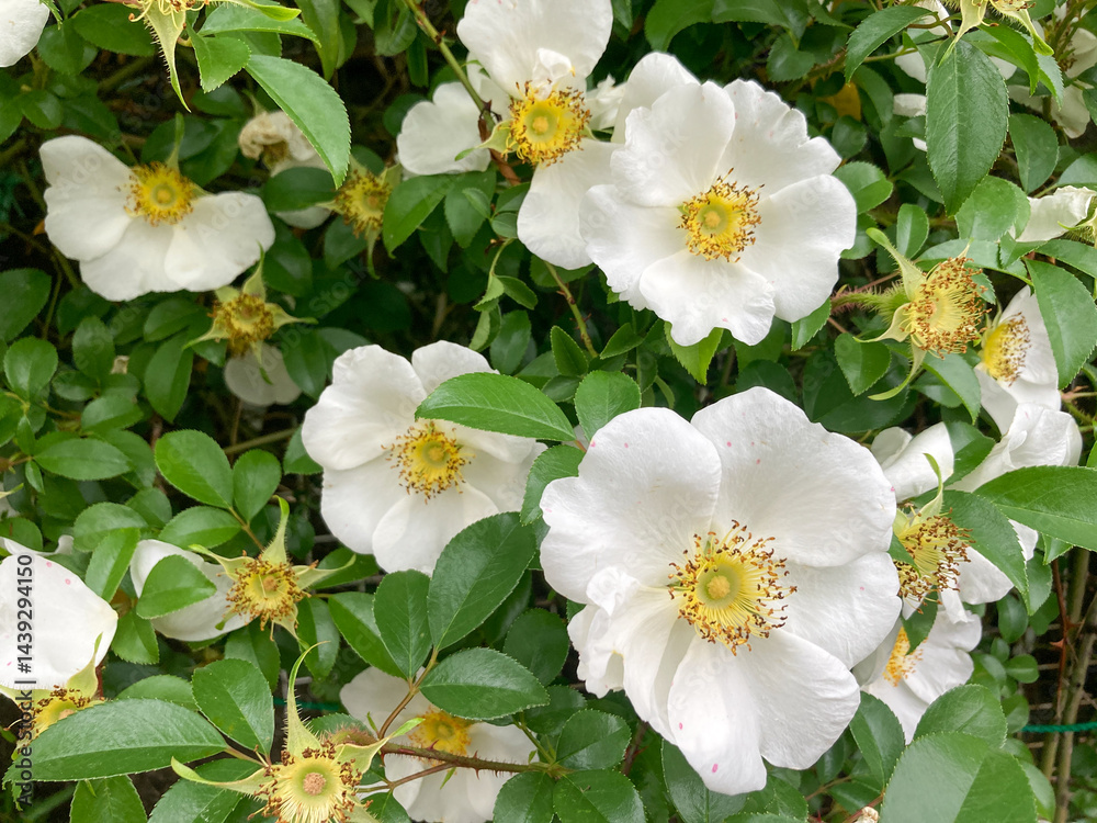 Fototapeta premium Beautiful white yellow flowers blooming in the Spring.