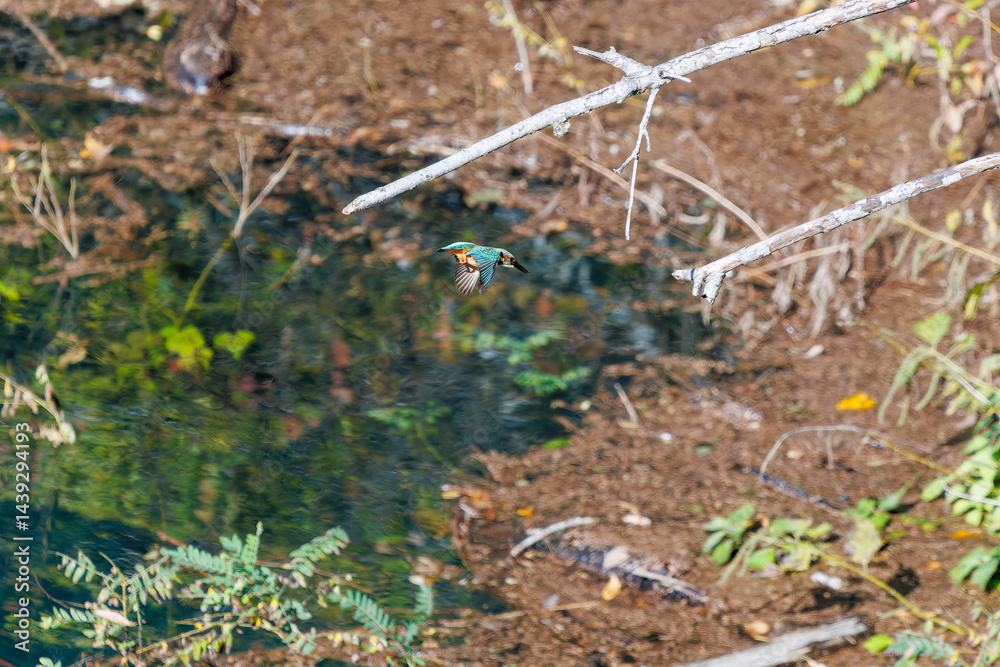 餌を捕らえるために池に飛び込む可愛いカワセミ(カワセミ科)
英名学名:Kingfisher (Alcedo atthis)
紅葉に彩られた美しい宮ヶ瀬湖。
神奈川県清川村、早戸川林道-2025年