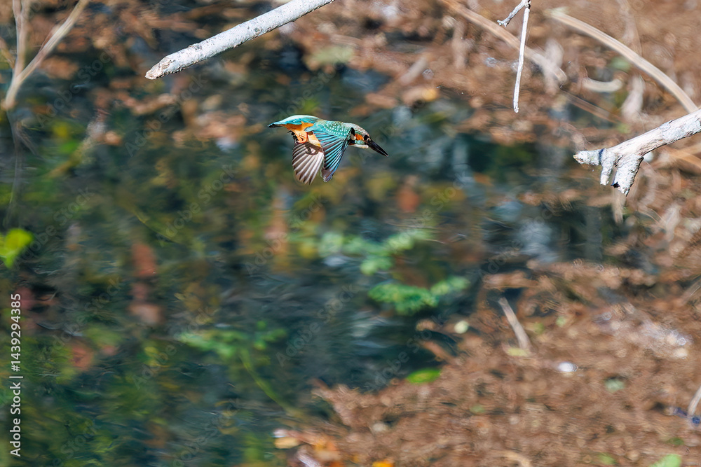 餌を捕らえるために池に飛び込む可愛いカワセミ(カワセミ科)
英名学名:Kingfisher (Alcedo atthis)
紅葉に彩られた美しい宮ヶ瀬湖。
神奈川県清川村、早戸川林道-2025年