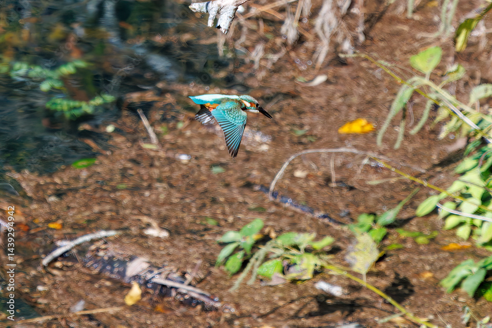 餌を捕らえるために池に飛び込む可愛いカワセミ(カワセミ科)
英名学名:Kingfisher (Alcedo atthis)
紅葉に彩られた美しい宮ヶ瀬湖。
神奈川県清川村、早戸川林道-2025年
