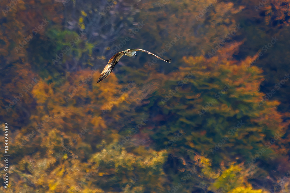 飛翔する美しいミサゴ(タカ科)
英名学名:osprey (Pandion haliaetus)
紅葉に彩られた美しい宮ヶ瀬湖。
神奈川県清川村、早戸川林道-2025年
