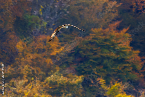 Obraz na płótnie 飛翔する美しいミサゴ(タカ科)
英名学名:osprey (Pandion haliaetus)
紅葉に彩られた美しい宮ヶ瀬湖。
神奈川県清川村、早戸川林道-2025年
w salonie