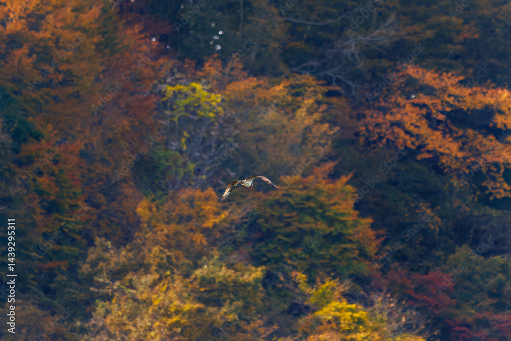 飛翔する美しいミサゴ(タカ科)
英名学名:osprey (Pandion haliaetus)
紅葉に彩られた美しい宮ヶ瀬湖。
神奈川県清川村、早戸川林道-2025年