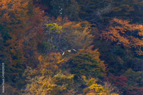 飛翔する美しいミサゴ（タカ科）
英名学名：osprey (Pandion haliaetus)
紅葉に彩られた美しい宮ヶ瀬湖。

神奈川県清川村、早戸川林道-2025年
