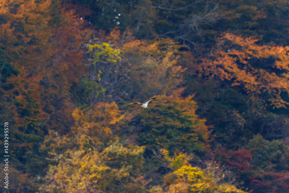 飛翔する美しいミサゴ(タカ科)
英名学名:osprey (Pandion haliaetus)
紅葉に彩られた美しい宮ヶ瀬湖。
神奈川県清川村、早戸川林道-2025年