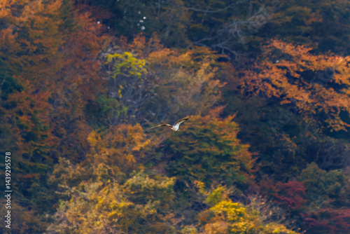Obraz na płótnie 飛翔する美しいミサゴ(タカ科)
英名学名:osprey (Pandion haliaetus)
紅葉に彩られた美しい宮ヶ瀬湖。
神奈川県清川村、早戸川林道-2025年
w salonie