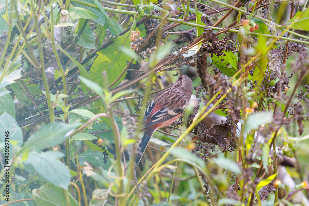 食事中の可愛いベニマシコ(アトリ科)
英名学名:Long-tailed Rosefinch (Uragus sibiricus)
神奈川県清川村、早戸川林道-2025年