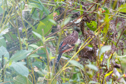 Obraz na płótnie 食事中の可愛いベニマシコ(アトリ科)
英名学名:Long-tailed Rosefinch (Uragus sibiricus)
神奈川県清川村、早戸川林道-2025年
w salonie