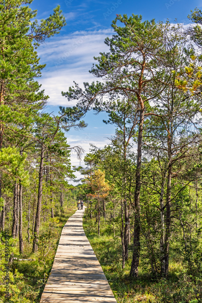 Fototapeta premium Boardwalk in a pine forest a sunny summer day