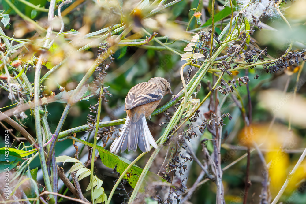 食事中の可愛いベニマシコ(アトリ科)
英名学名:Long-tailed Rosefinch (Uragus sibiricus)
神奈川県清川村、早戸川林道-2025年