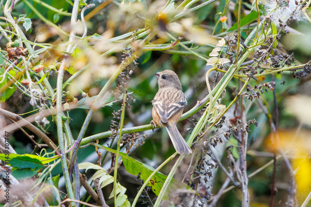 食事中の可愛いベニマシコ(アトリ科)
英名学名:Long-tailed Rosefinch (Uragus sibiricus)
神奈川県清川村、早戸川林道-2025年