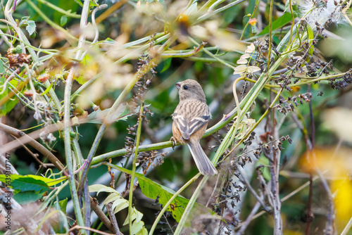 Obraz na płótnie 食事中の可愛いベニマシコ(アトリ科)
英名学名:Long-tailed Rosefinch (Uragus sibiricus)
神奈川県清川村、早戸川林道-2025年
w salonie