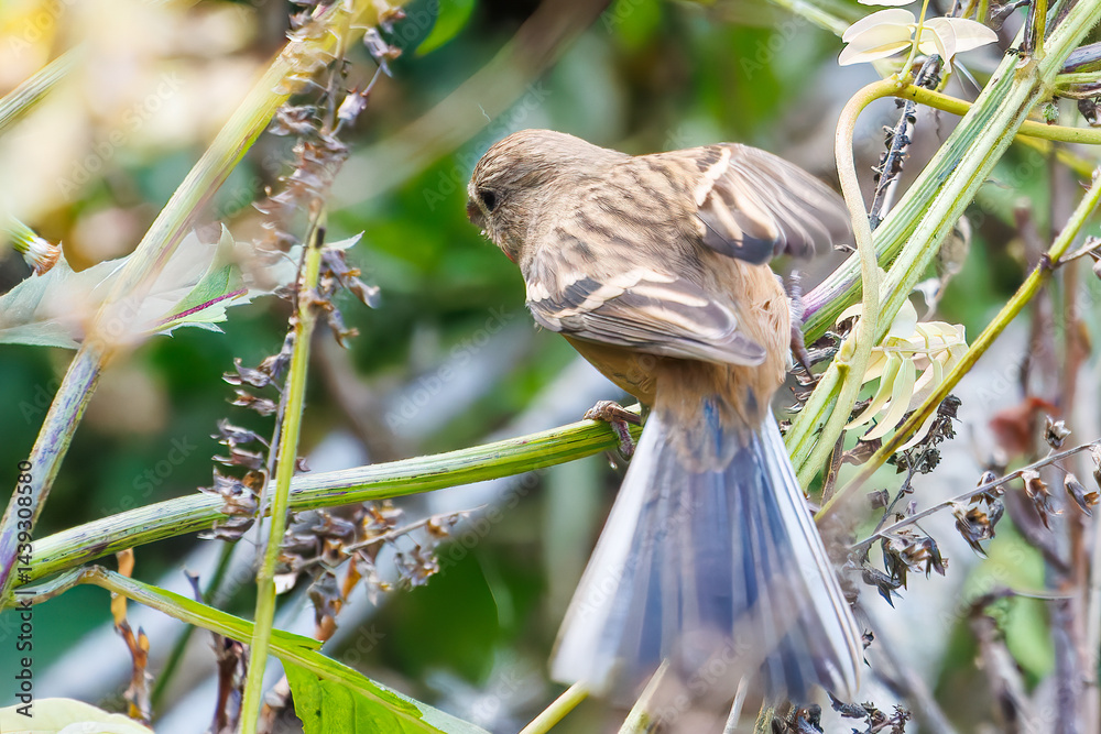 食事中の可愛いベニマシコ(アトリ科)
英名学名:Long-tailed Rosefinch (Uragus sibiricus)
神奈川県清川村、早戸川林道-2025年