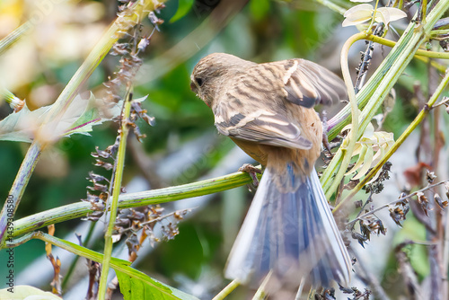 Obraz na płótnie 食事中の可愛いベニマシコ(アトリ科)
英名学名:Long-tailed Rosefinch (Uragus sibiricus)
神奈川県清川村、早戸川林道-2025年
w salonie