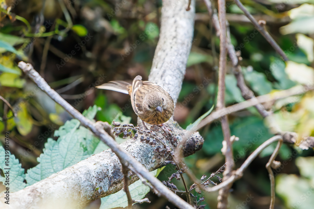 食事中の可愛いベニマシコ(アトリ科)
英名学名:Long-tailed Rosefinch (Uragus sibiricus)
神奈川県清川村、早戸川林道-2025年