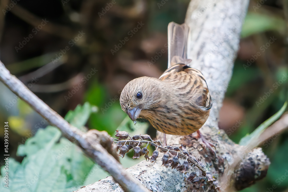 食事中の可愛いベニマシコ(アトリ科)
英名学名:Long-tailed Rosefinch (Uragus sibiricus)
神奈川県清川村、早戸川林道-2025年