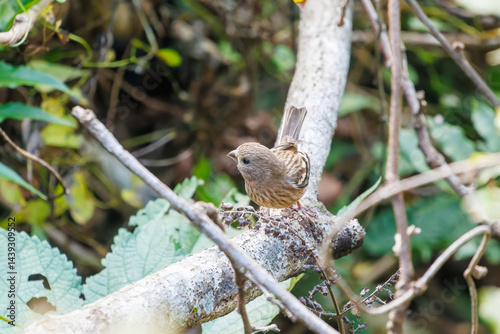 Obraz na płótnie 食事中の可愛いベニマシコ(アトリ科)
英名学名:Long-tailed Rosefinch (Uragus sibiricus)
神奈川県清川村、早戸川林道-2025年
w salonie