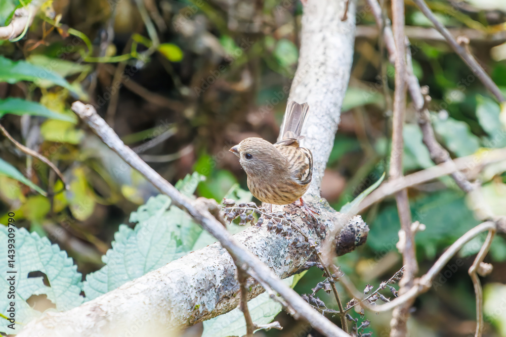 食事中の可愛いベニマシコ(アトリ科)
英名学名:Long-tailed Rosefinch (Uragus sibiricus)
神奈川県清川村、早戸川林道-2025年