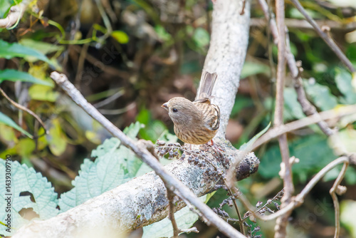 Obraz na płótnie 食事中の可愛いベニマシコ(アトリ科)
英名学名:Long-tailed Rosefinch (Uragus sibiricus)
神奈川県清川村、早戸川林道-2025年
w salonie