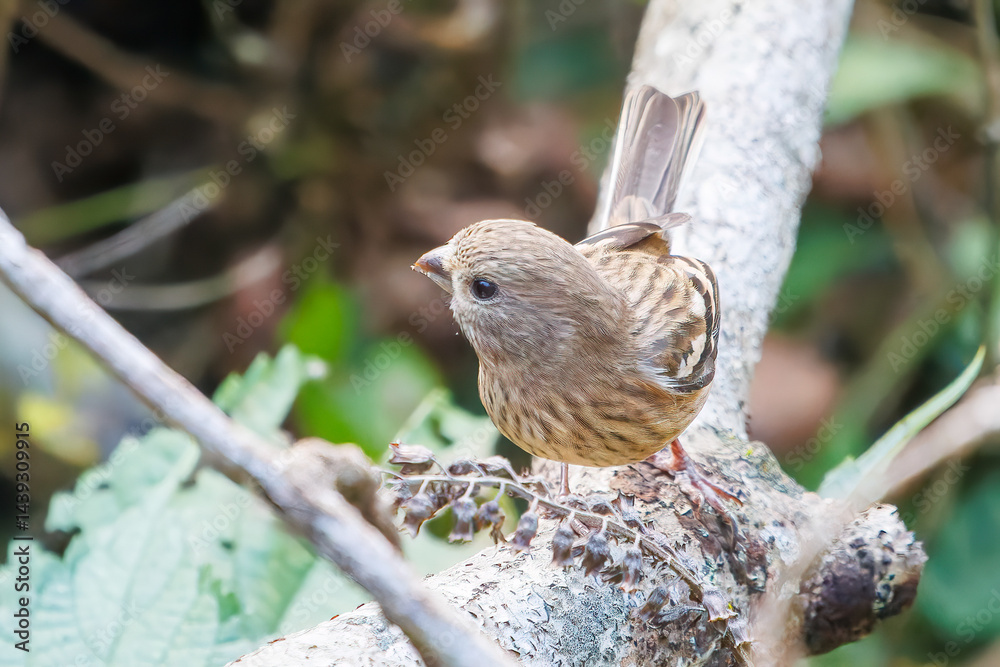 食事中の可愛いベニマシコ(アトリ科)
英名学名:Long-tailed Rosefinch (Uragus sibiricus)
神奈川県清川村、早戸川林道-2025年