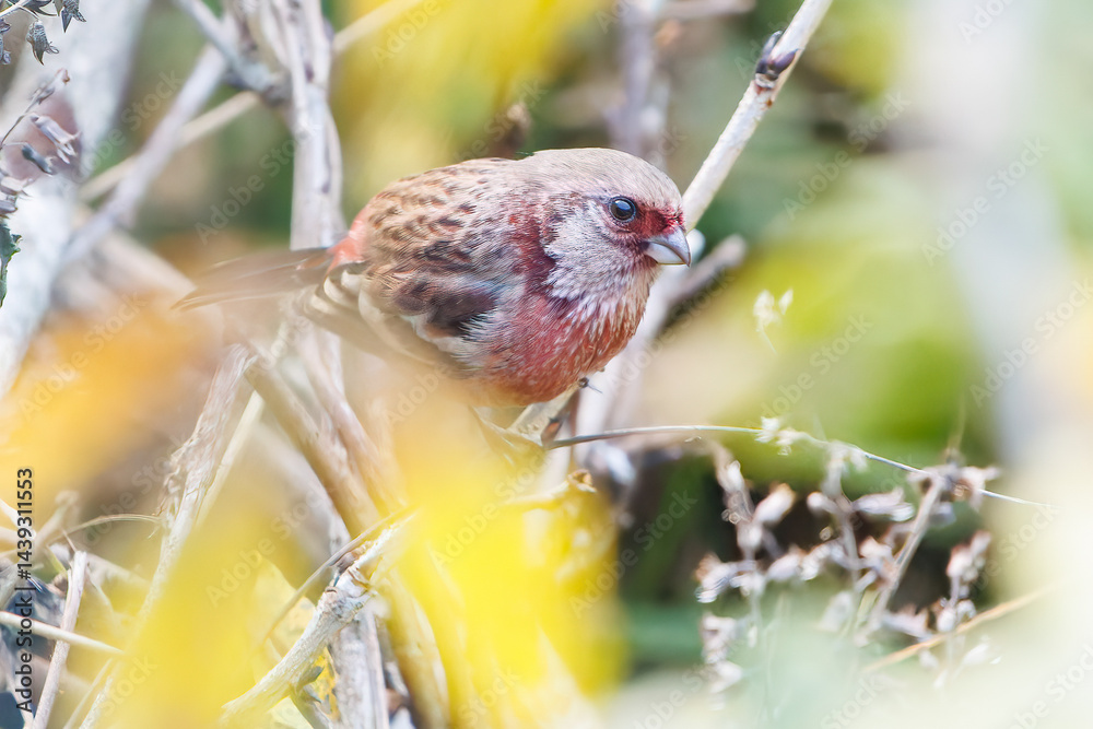 食事中の可愛いベニマシコ(アトリ科)
英名学名:Long-tailed Rosefinch (Uragus sibiricus)
神奈川県清川村、早戸川林道-2025年