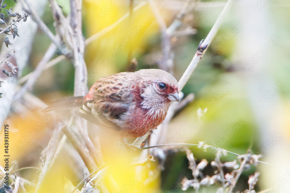 食事中の可愛いベニマシコ(アトリ科)
英名学名:Long-tailed Rosefinch (Uragus sibiricus)
神奈川県清川村、早戸川林道-2025年