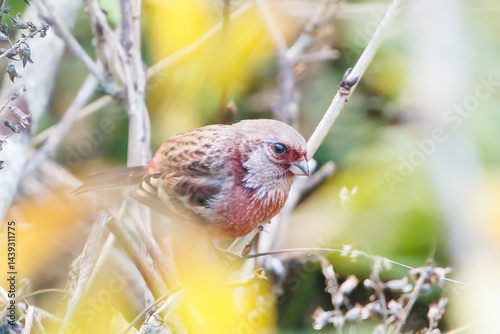 Obraz na płótnie 食事中の可愛いベニマシコ(アトリ科)
英名学名:Long-tailed Rosefinch (Uragus sibiricus)
神奈川県清川村、早戸川林道-2025年
w salonie