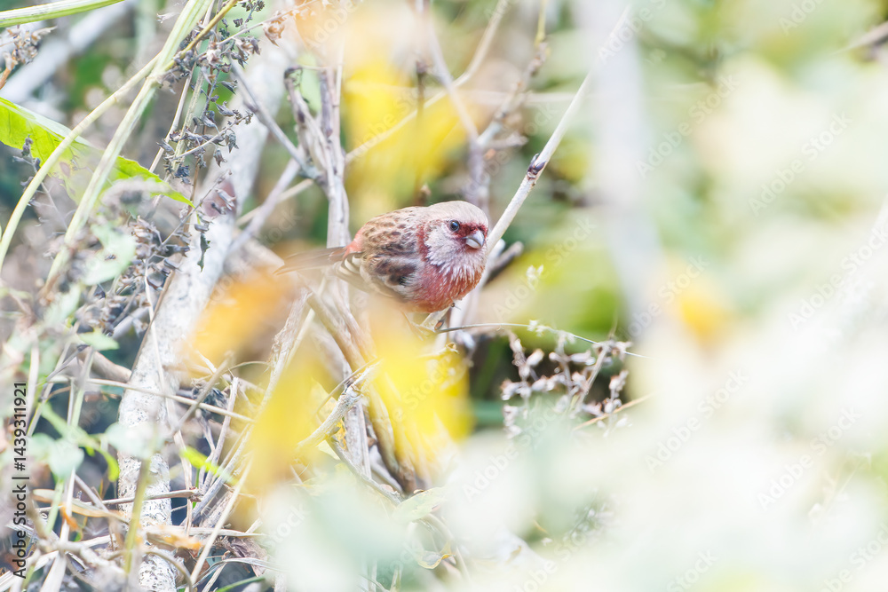 食事中の可愛いベニマシコ(アトリ科)
英名学名:Long-tailed Rosefinch (Uragus sibiricus)
神奈川県清川村、早戸川林道-2025年
