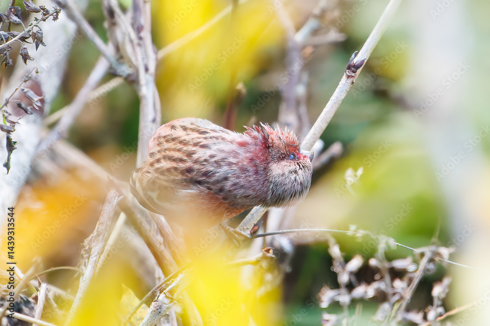 食事中の可愛いベニマシコ(アトリ科)
英名学名:Long-tailed Rosefinch (Uragus sibiricus)
神奈川県清川村、早戸川林道-2025年