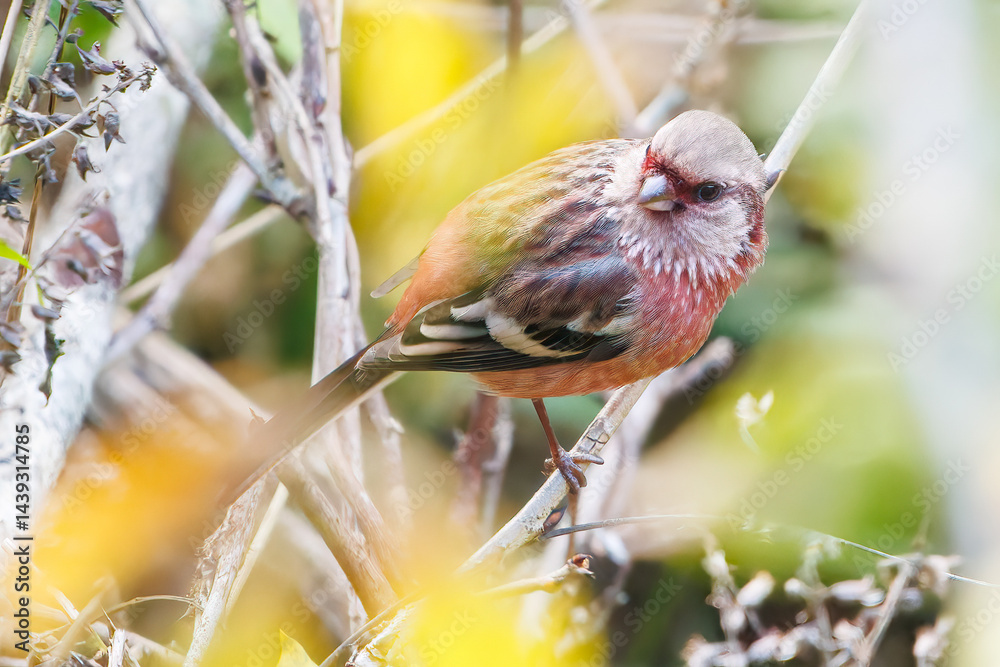 食事中の可愛いベニマシコ(アトリ科)
英名学名:Long-tailed Rosefinch (Uragus sibiricus)
神奈川県清川村、早戸川林道-2025年
