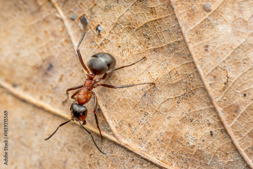 Red Wood Ant - Formica rufa, common popular forest insect from Euroasian forests and woodlands, Zlin, Czech Republic.